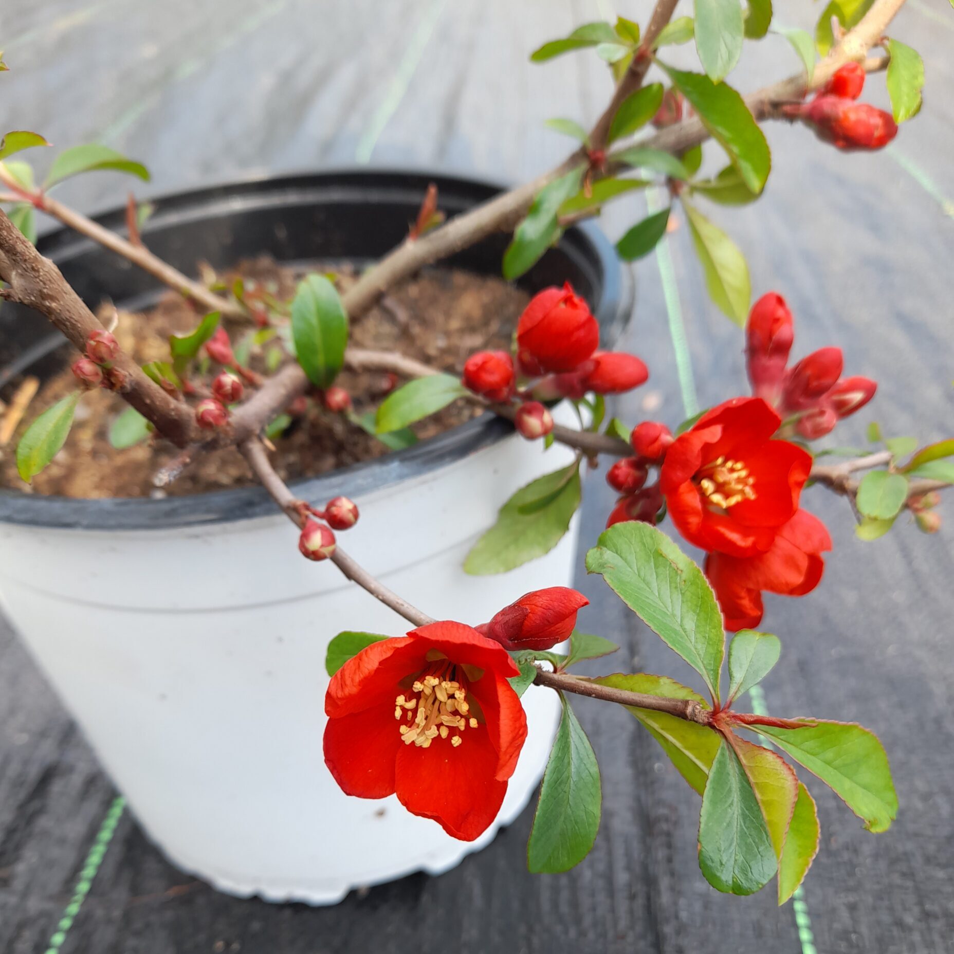 Pigwowiec pośredni 'Crimson and Gold'