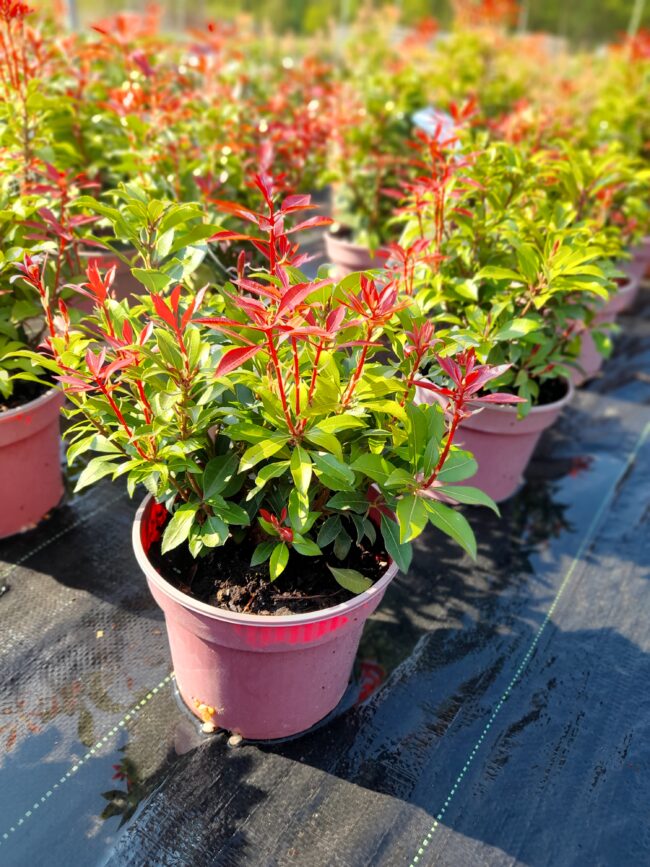 Pieris japoński 'Mountain Fire'