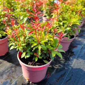 Pieris japoński 'Mountain Fire'