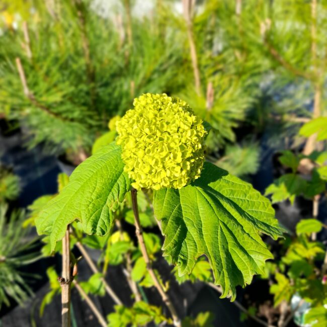 Kalina koralowa 'Roseum'