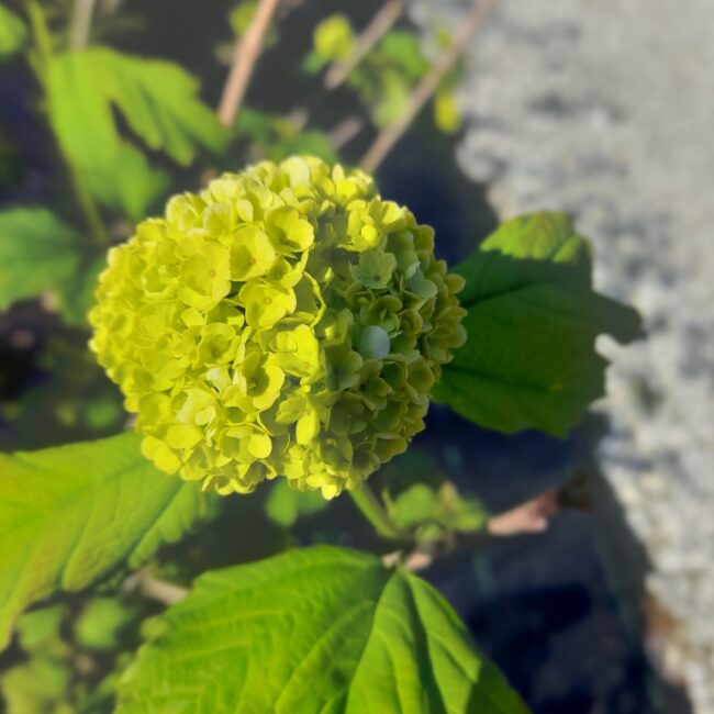 Kalina koralowa 'Roseum'