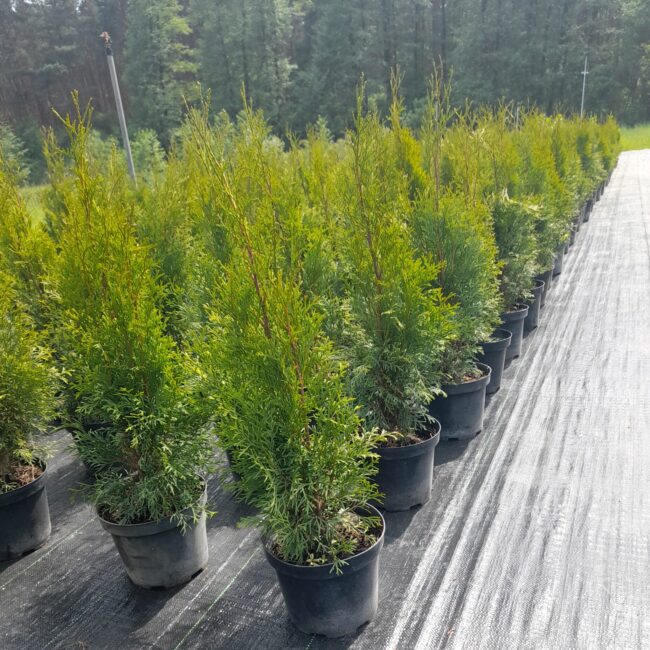 Thuja occidentalis 'Smaragd'