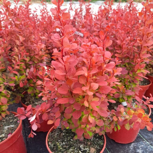 Berberys Thunberga 'Orange Pillar'