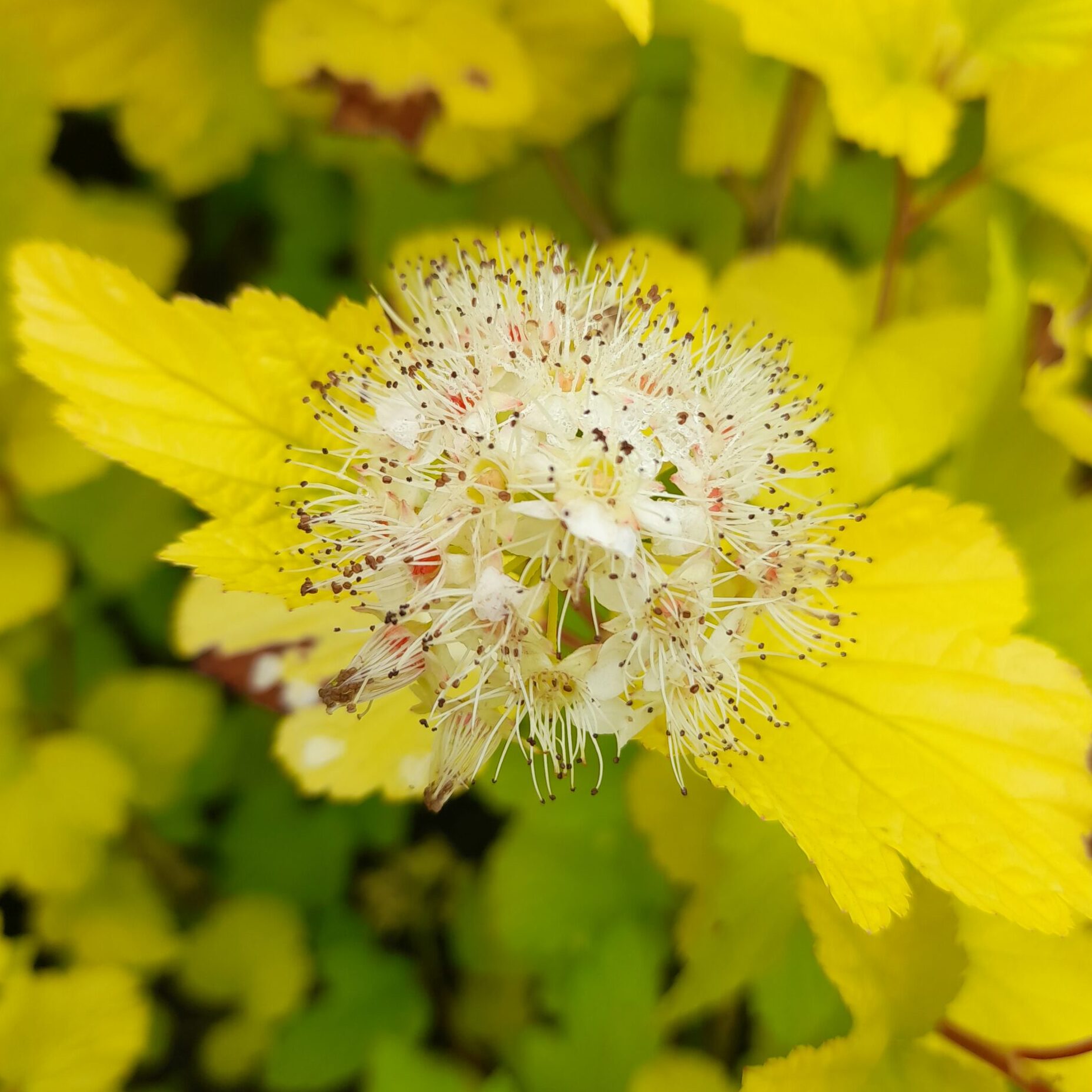 Pęcherznica kalinolistna 'Luteus'