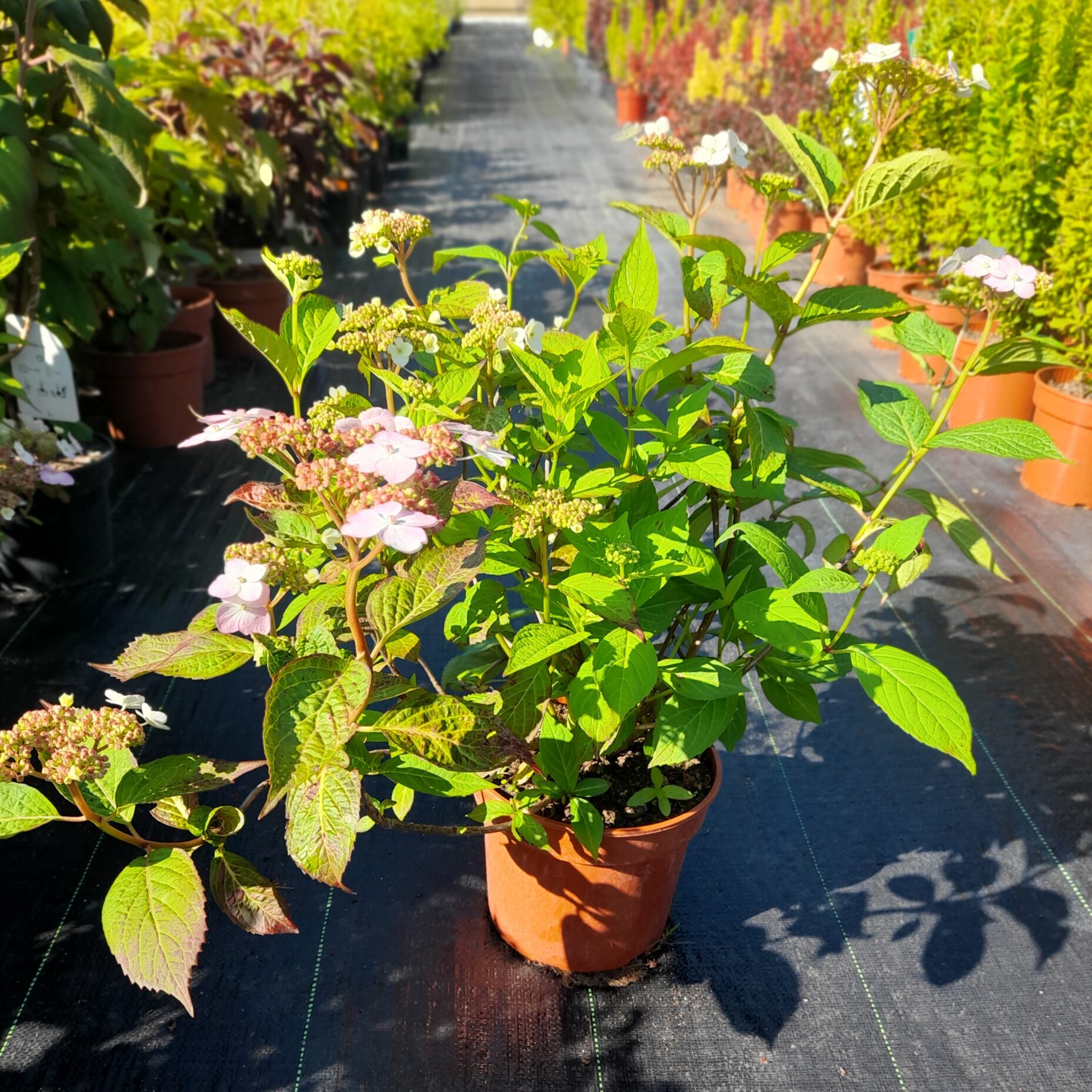 Hortensja piłkowana 'Blue Bird'