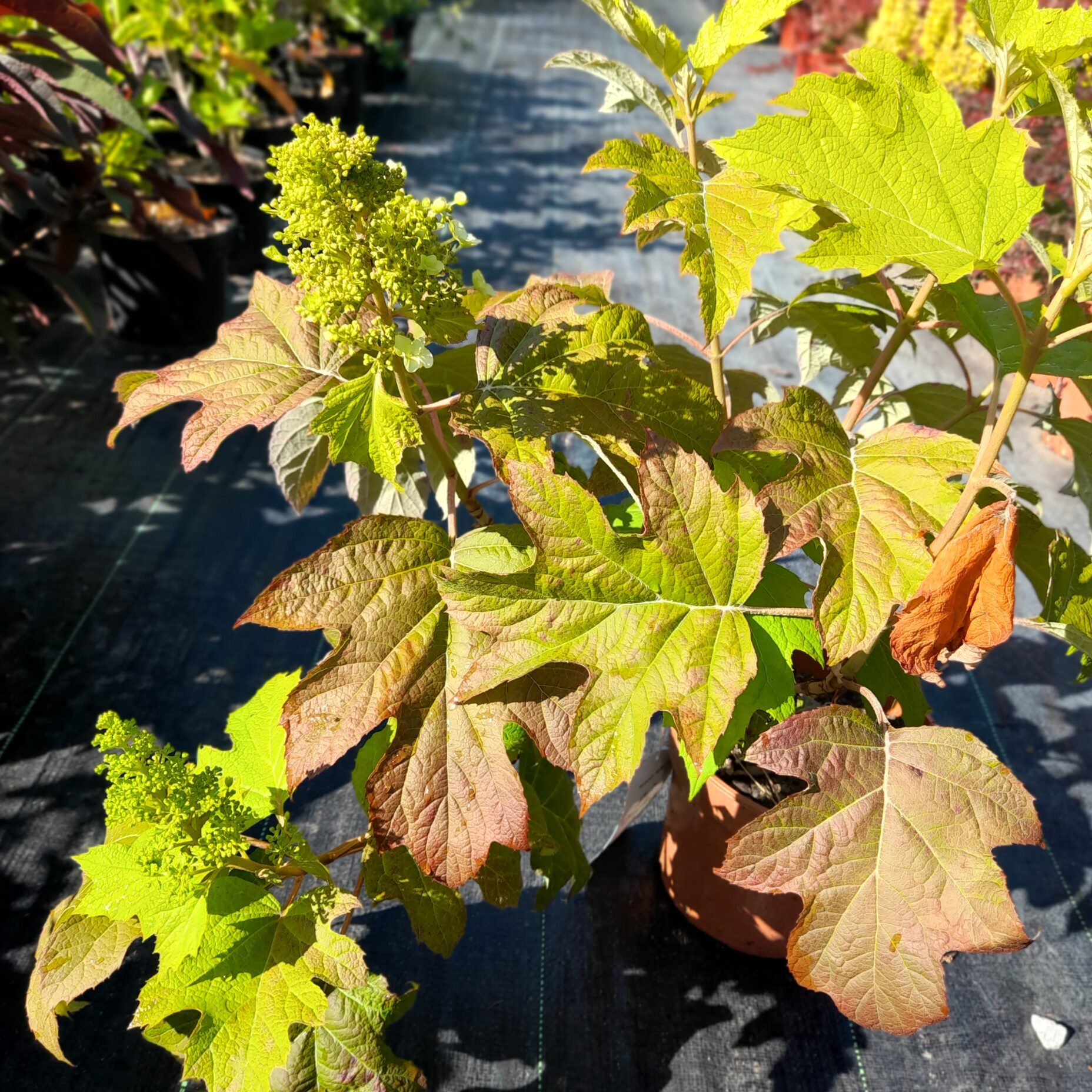 Hortensja dębolistna 'Burgundy'