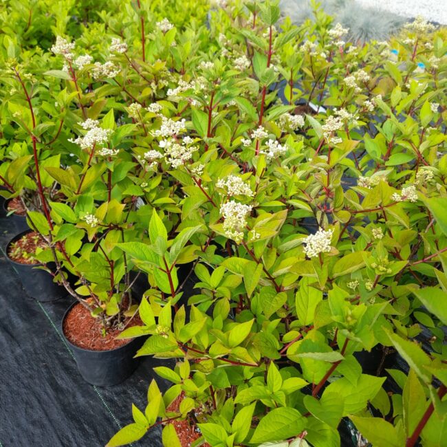 Hortensja bukietowa 'Wim's Red'