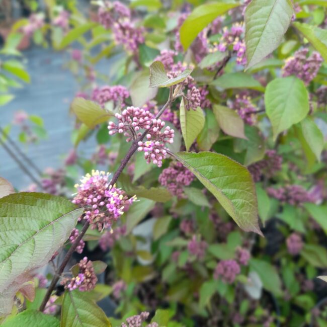 Pięknotka Bodiniera 'Profusion'