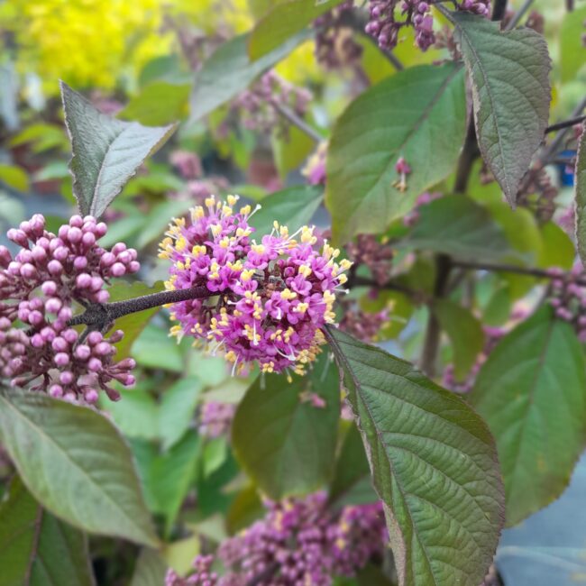 Pięknotka Bodiniera 'Profusion'