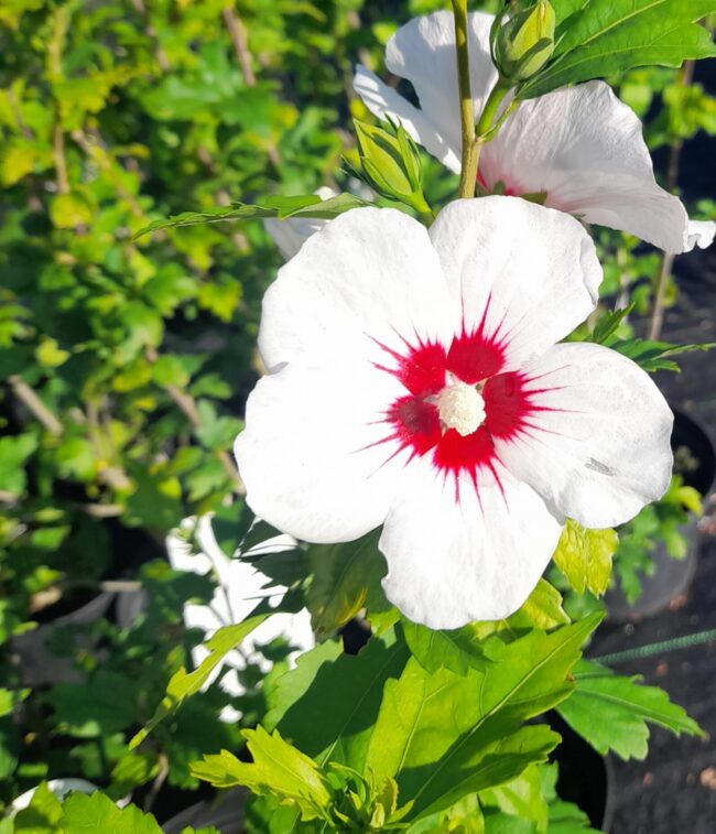 Ketmia syryjska 'Red Heart'