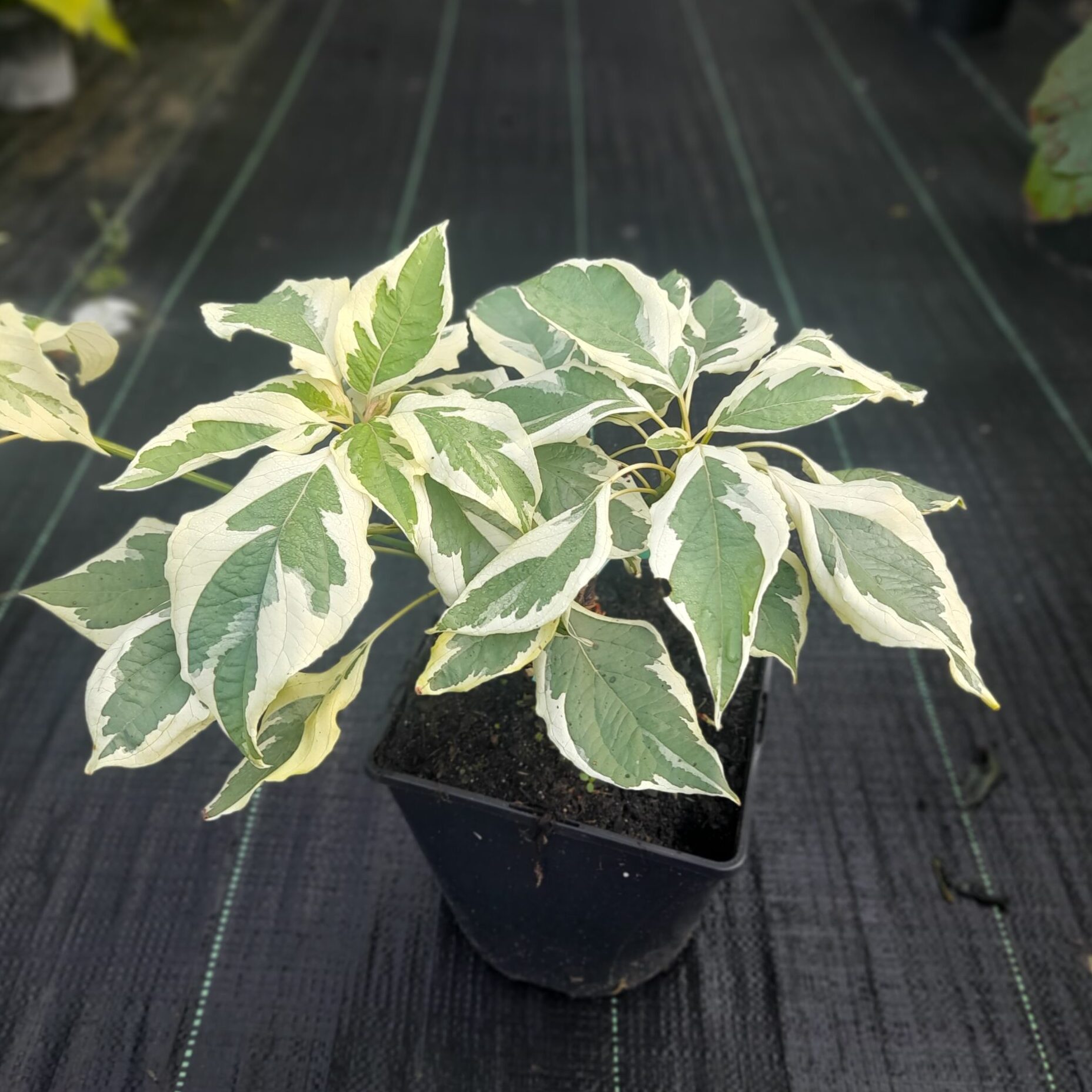 Dereń pagodowy 'Variegata’