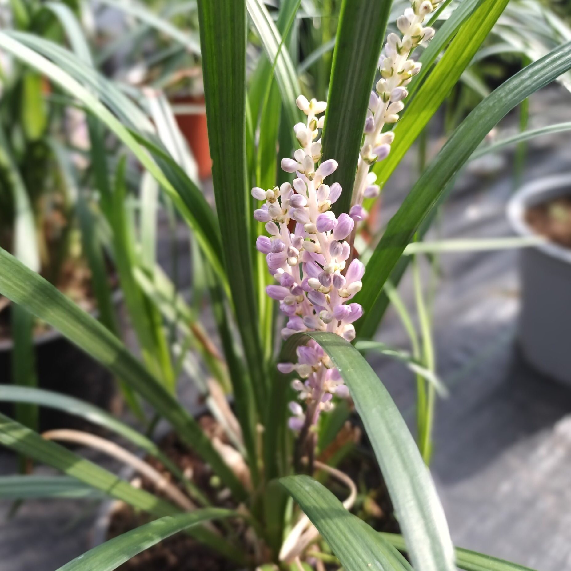 Liriope szafirkowe 'Royal Purple'