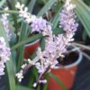 Liriope szafirkowe 'Royal Purple'