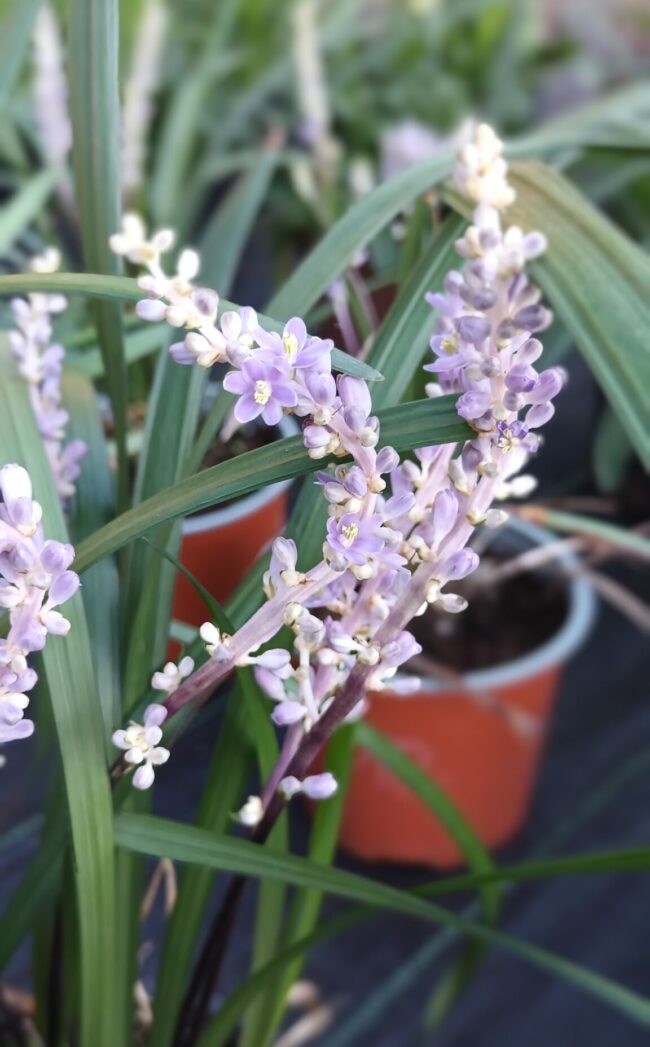 Liriope szafirkowe 'Royal Purple'