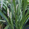 Liriope szafirkowe 'Royal Purple'