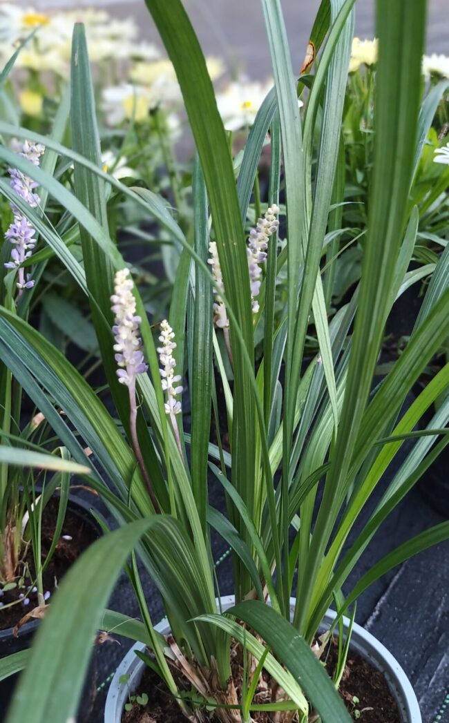 Liriope szafirkowe 'Royal Purple'