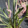 Liriope szafirkowe 'Royal Purple'