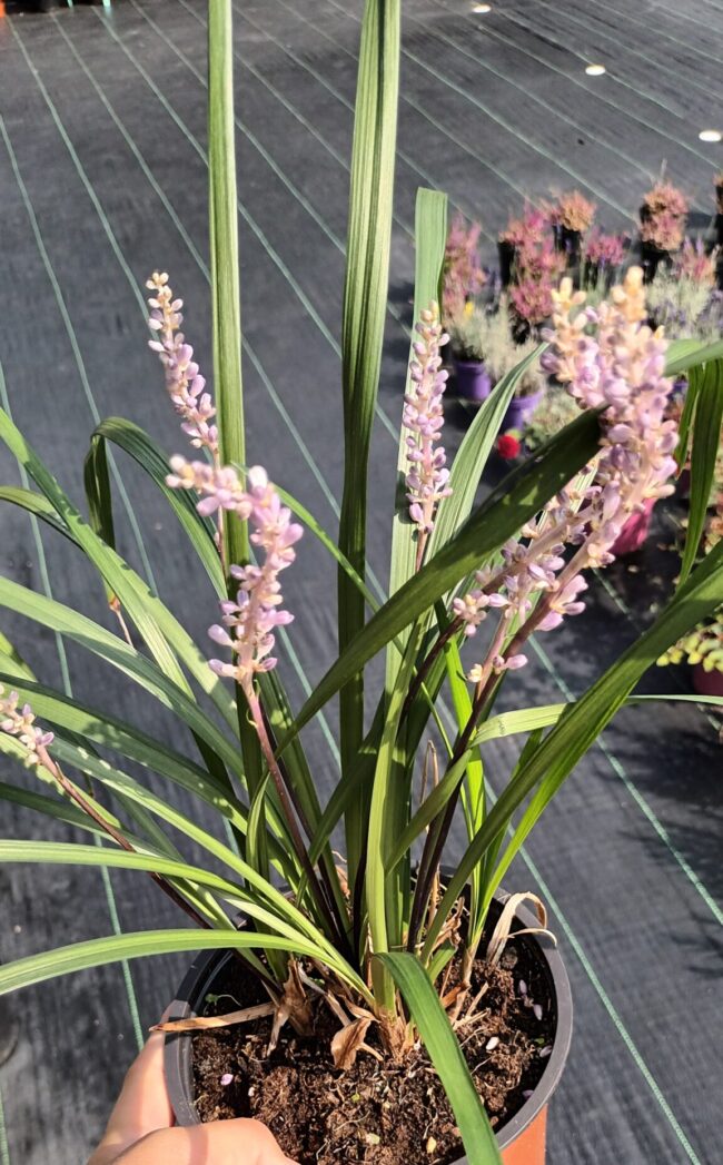 Liriope szafirkowe 'Royal Purple'