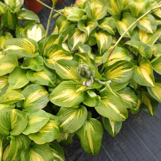 Hosta 'Avocado'