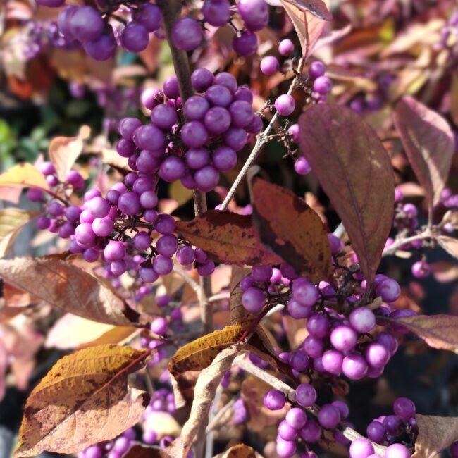 Pięknotka Bodiniera 'Profusion'