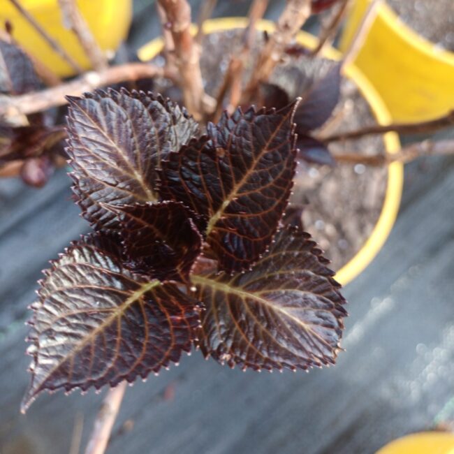 Hortensja ogrodowa 'Dark Angel'