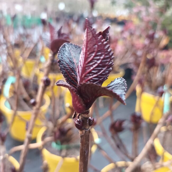 Hortensja ogrodowa 'Dark Angel'