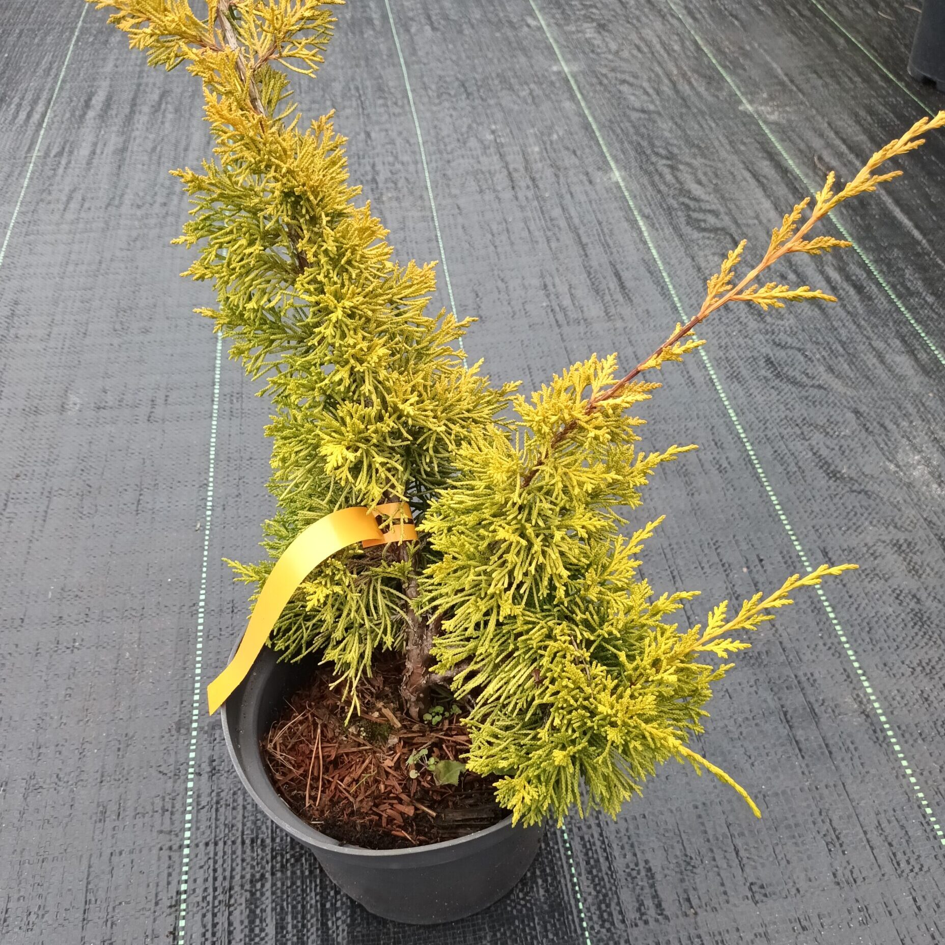 Jałowiec chiński 'Plumosa Aurea'