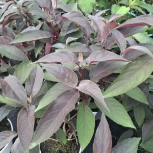 Hortensja omszona 'Hot Chocolate'
