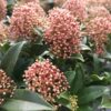 Skimia japońska 'Marlot'