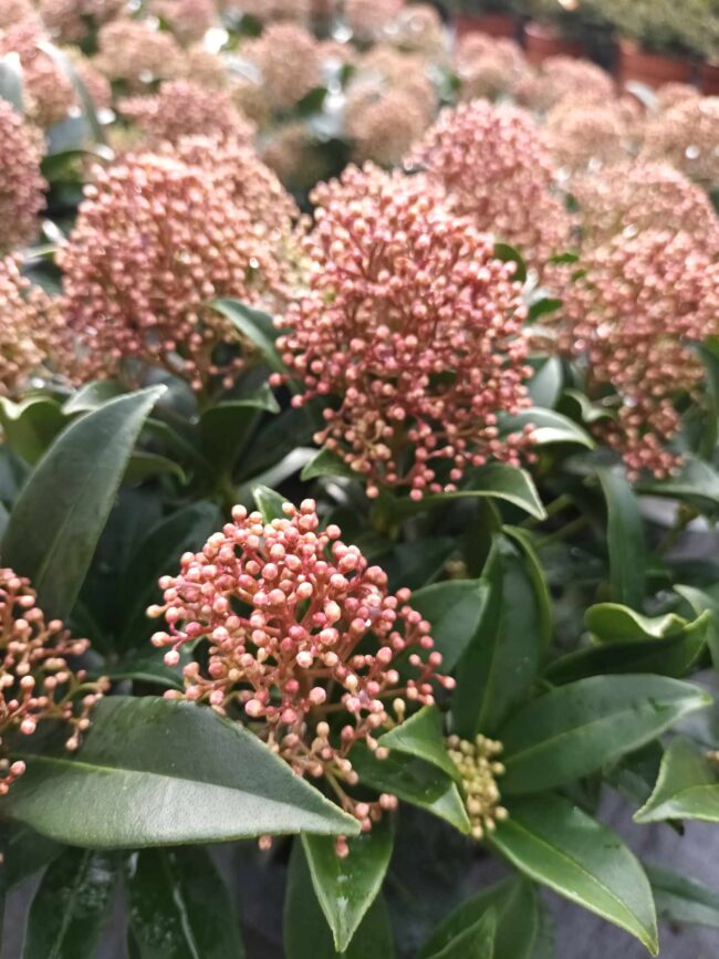 Skimia japońska 'Marlot'