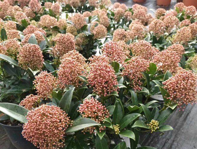 Skimia japońska 'Marlot'