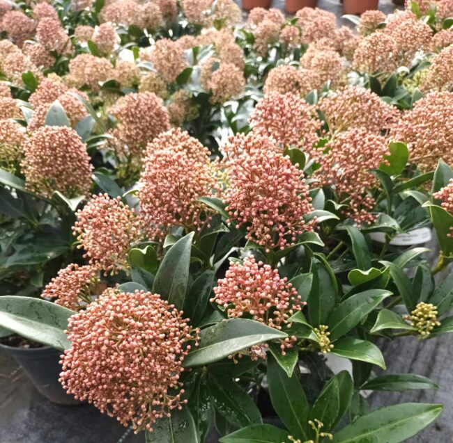 Skimia japońska 'Marlot'