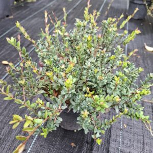 Żurawina wielkoowocowa 'Early Black'
